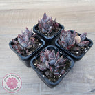 Adromischus trigynus