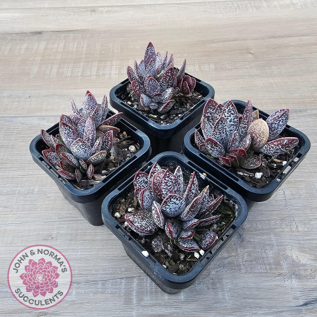 Adromischus trigynus