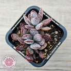 Adromischus trigynus