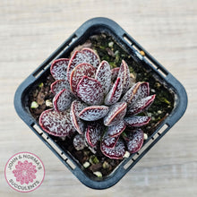 Load image into Gallery viewer, Adromischus trigynus - John &amp; Norma&#39;s Succulents Australia
