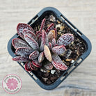 Adromischus trigynus