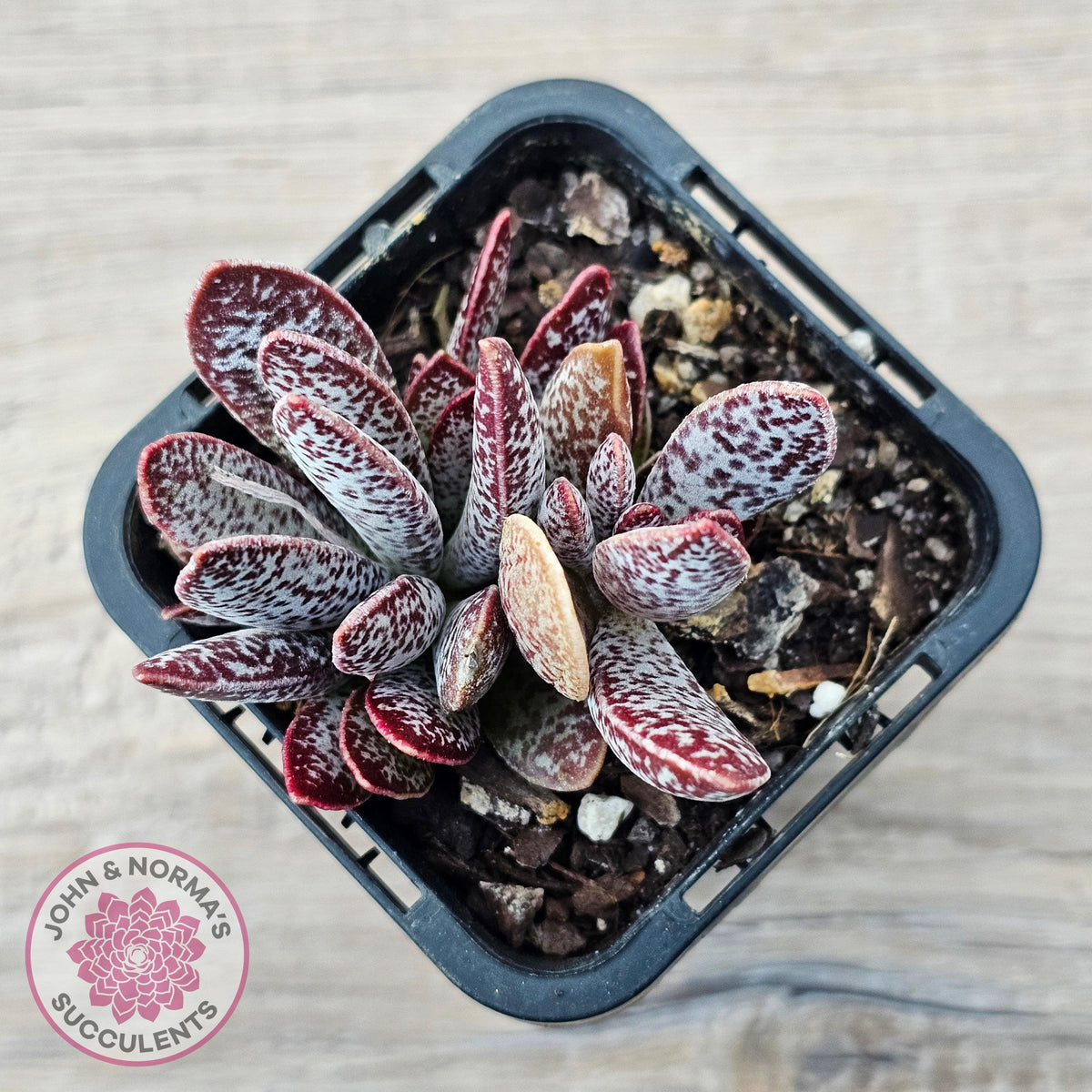 Adromischus trigynus