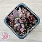 Adromischus trigynus