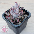 Adromischus trigynus