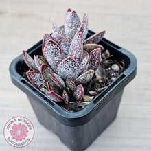 Load image into Gallery viewer, Adromischus trigynus - John &amp; Norma&#39;s Succulents Australia
