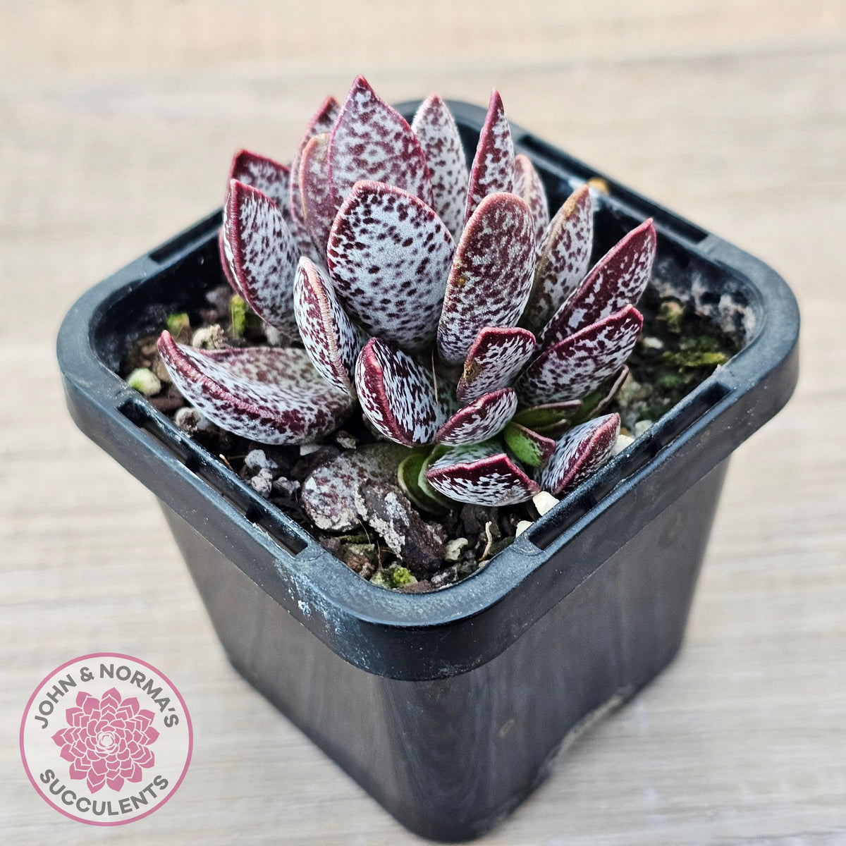 Adromischus trigynus