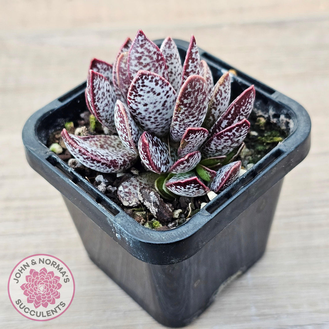 Adromischus trigynus - John & Norma's Succulents Australia