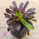 Aeonium 'Big Bang'