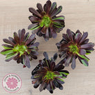 Aeonium 'Big Bang'