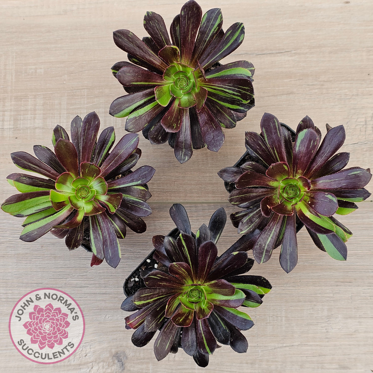 Aeonium 'Big Bang'