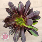 Aeonium 'Big Bang'