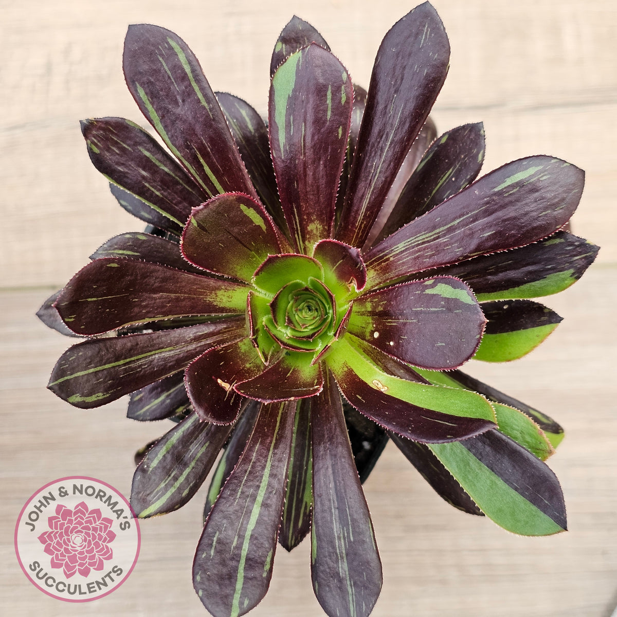 Aeonium 'Big Bang'