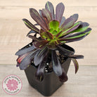 Aeonium 'Big Bang'