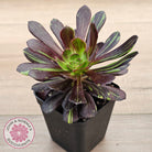 Aeonium 'Big Bang'