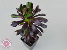 Aeonium 'Big Bang'