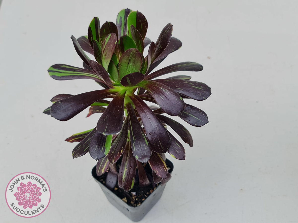 Aeonium 'Big Bang'