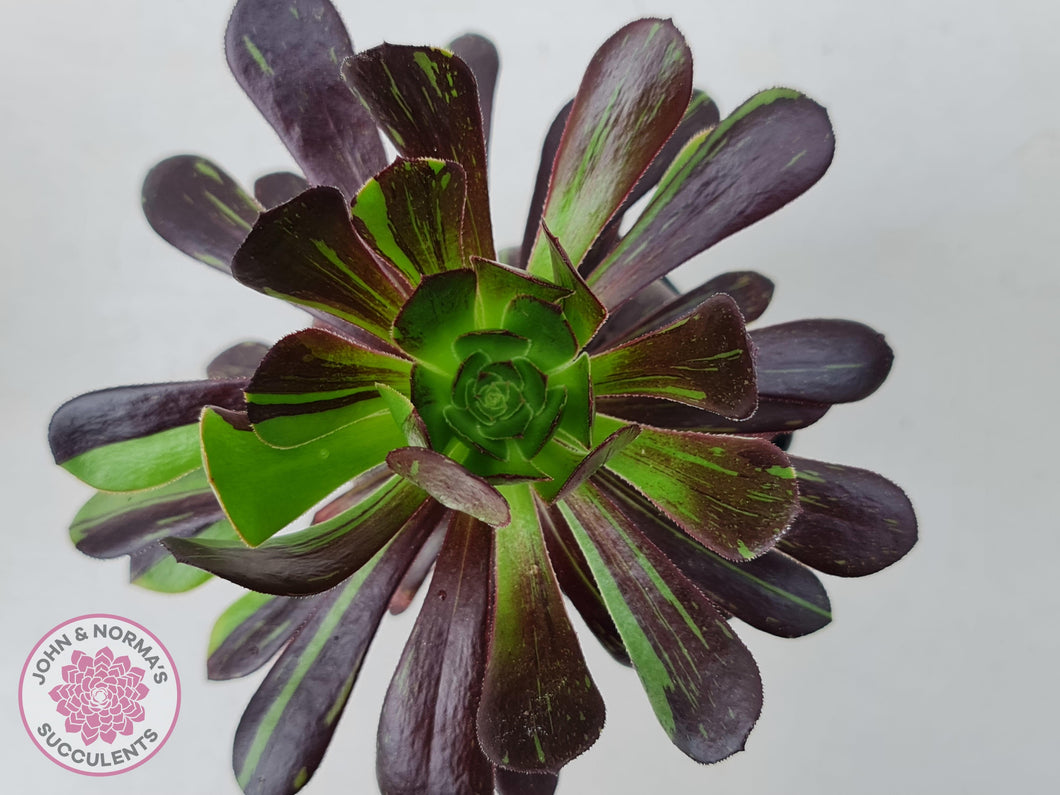 Aeonium 'Big Bang' - John & Norma's Succulents Australia