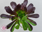 Aeonium 'Big Bang'