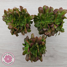 Load image into Gallery viewer, Aeonium 'Blushing Beauty' Crest
