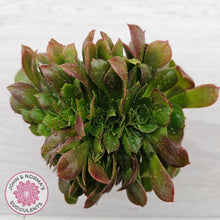 Load image into Gallery viewer, Aeonium 'Blushing Beauty' Crest
