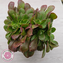 Load image into Gallery viewer, Aeonium 'Blushing Beauty' Crest
