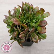 Load image into Gallery viewer, Aeonium 'Blushing Beauty' Crest
