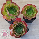Aeonium 'Blushing Beauty'