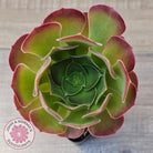 Aeonium 'Blushing Beauty'