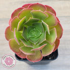 Aeonium 'Blushing Beauty'
