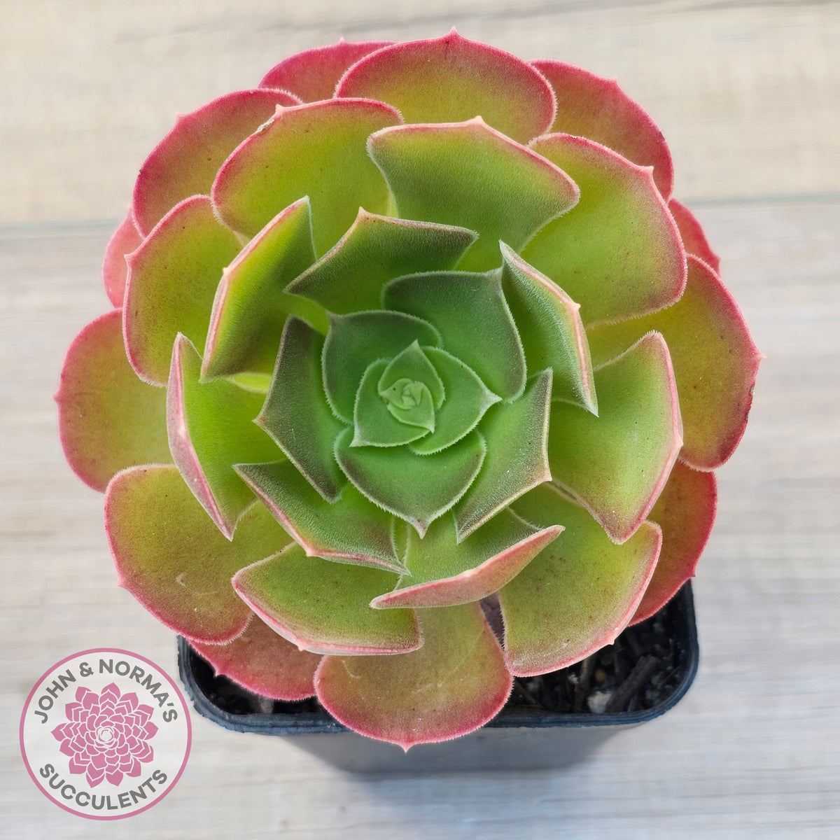Aeonium 'Blushing Beauty'