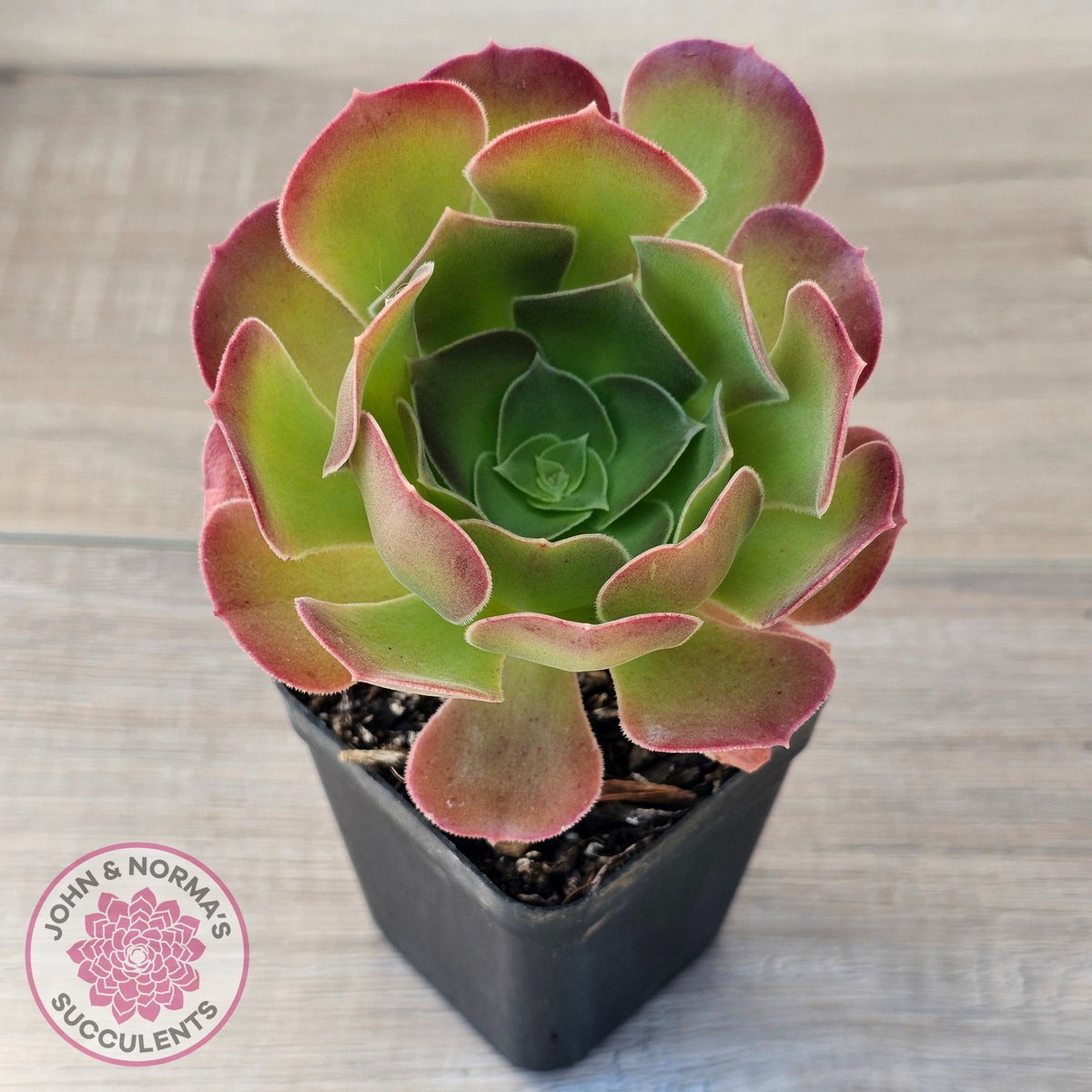 Aeonium 'Blushing Beauty'