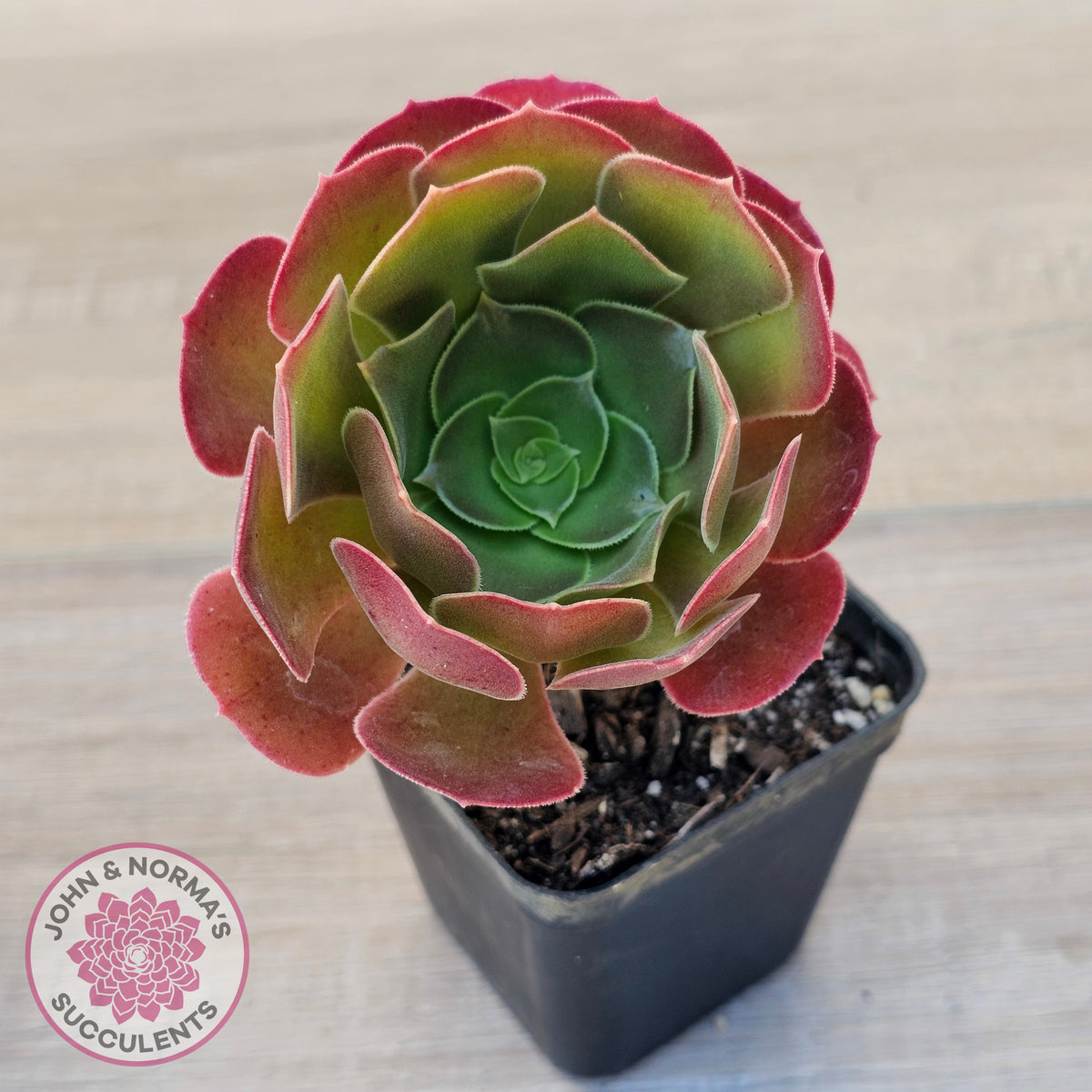 Aeonium 'Blushing Beauty'