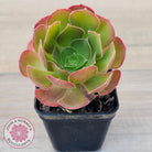 Aeonium 'Blushing Beauty'