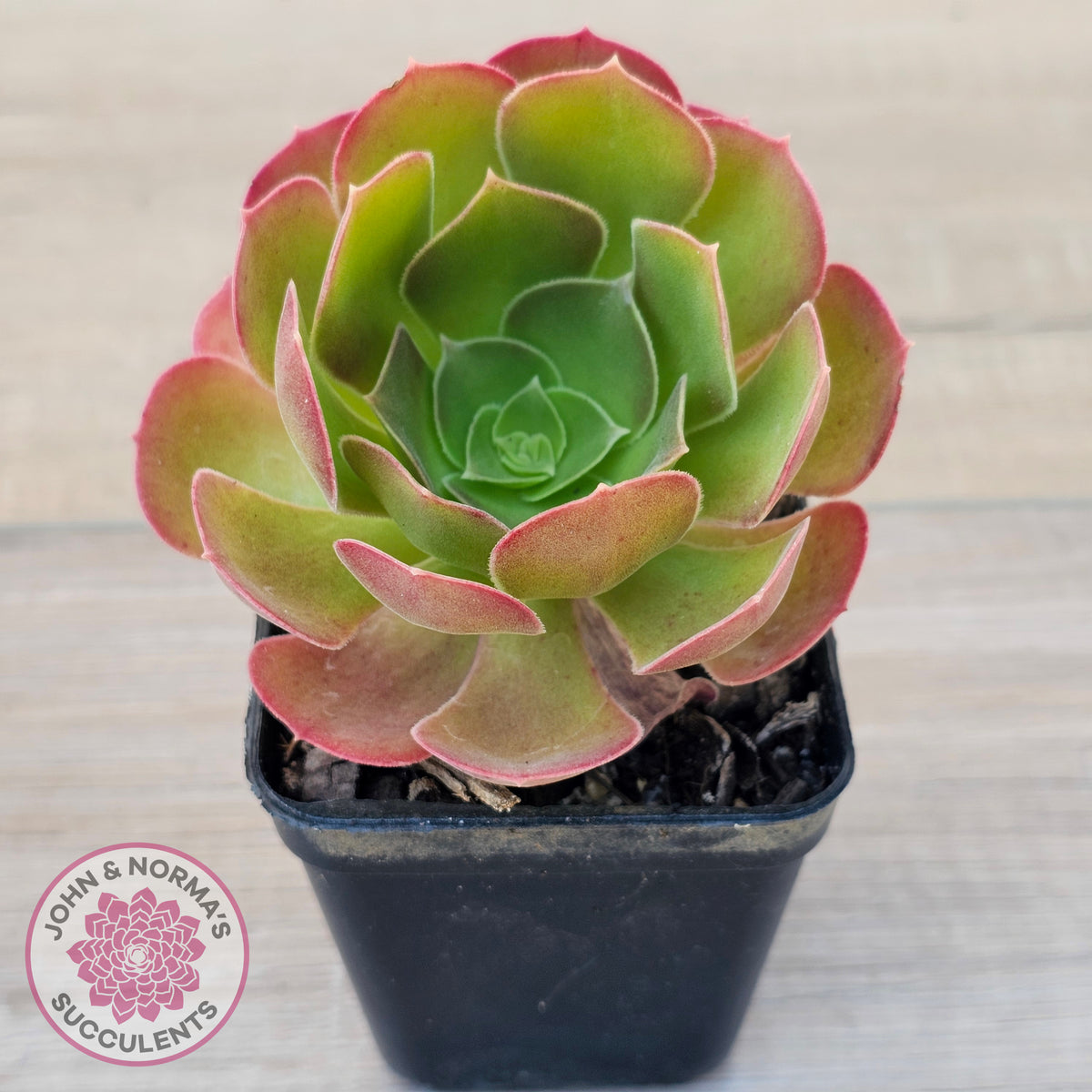 Aeonium 'Blushing Beauty'