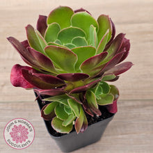 Load image into Gallery viewer, Aeonium &#39;Blushing Beauty&#39;
