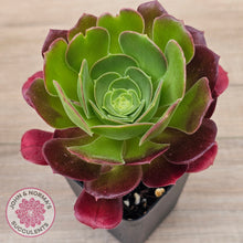 Load image into Gallery viewer, Aeonium &#39;Blushing Beauty&#39;
