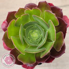 Aeonium 'Blushing Beauty'