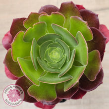 Load image into Gallery viewer, Aeonium &#39;Blushing Beauty&#39;
