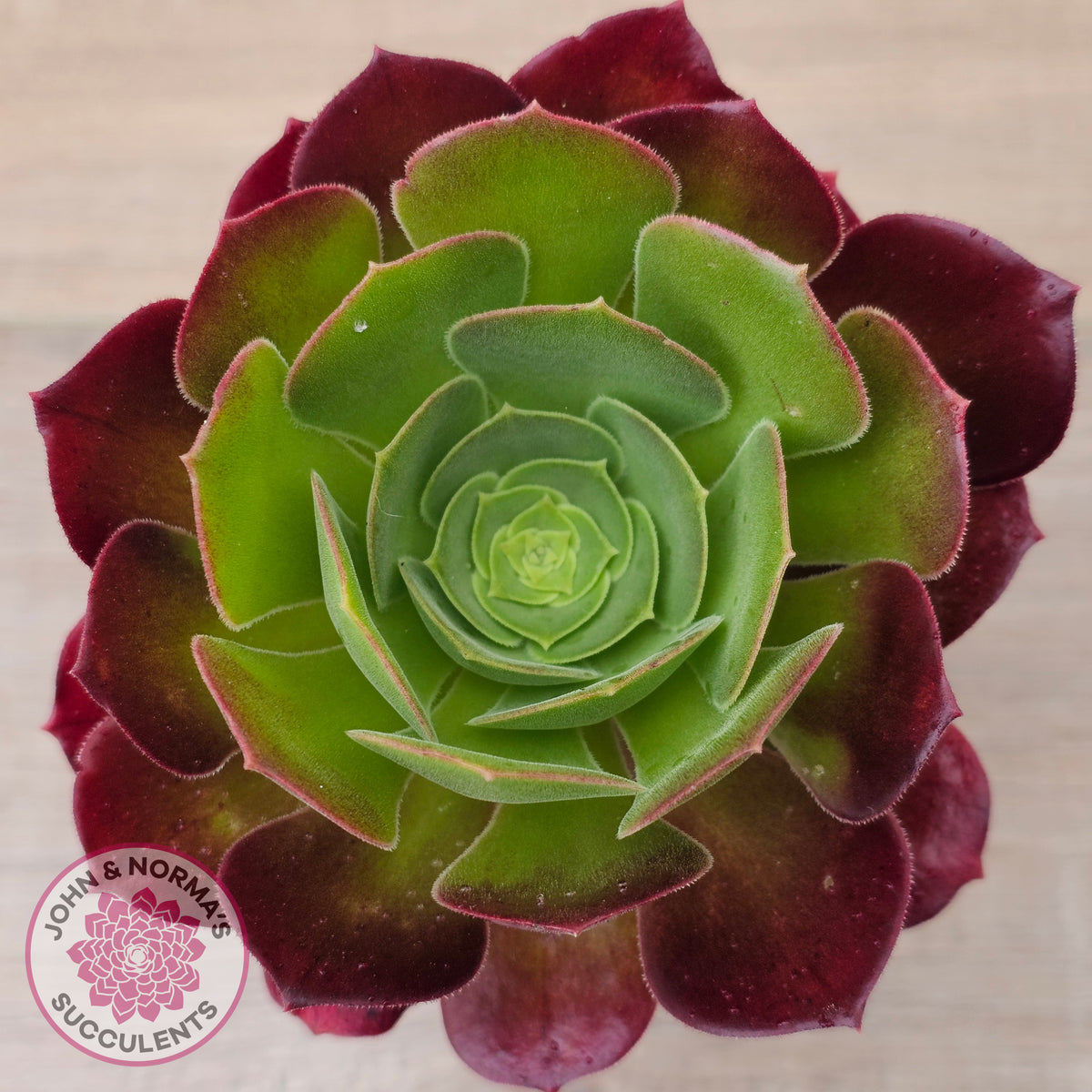 Aeonium 'Blushing Beauty'