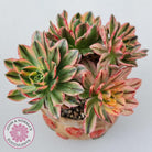 Aeonium Bronze Medal Variegated 'Sweet Tea'