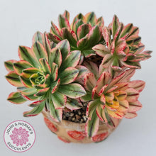 Load image into Gallery viewer, Aeonium Bronze Medal Variegated - Sweet Tea, display image, in decorative pot
