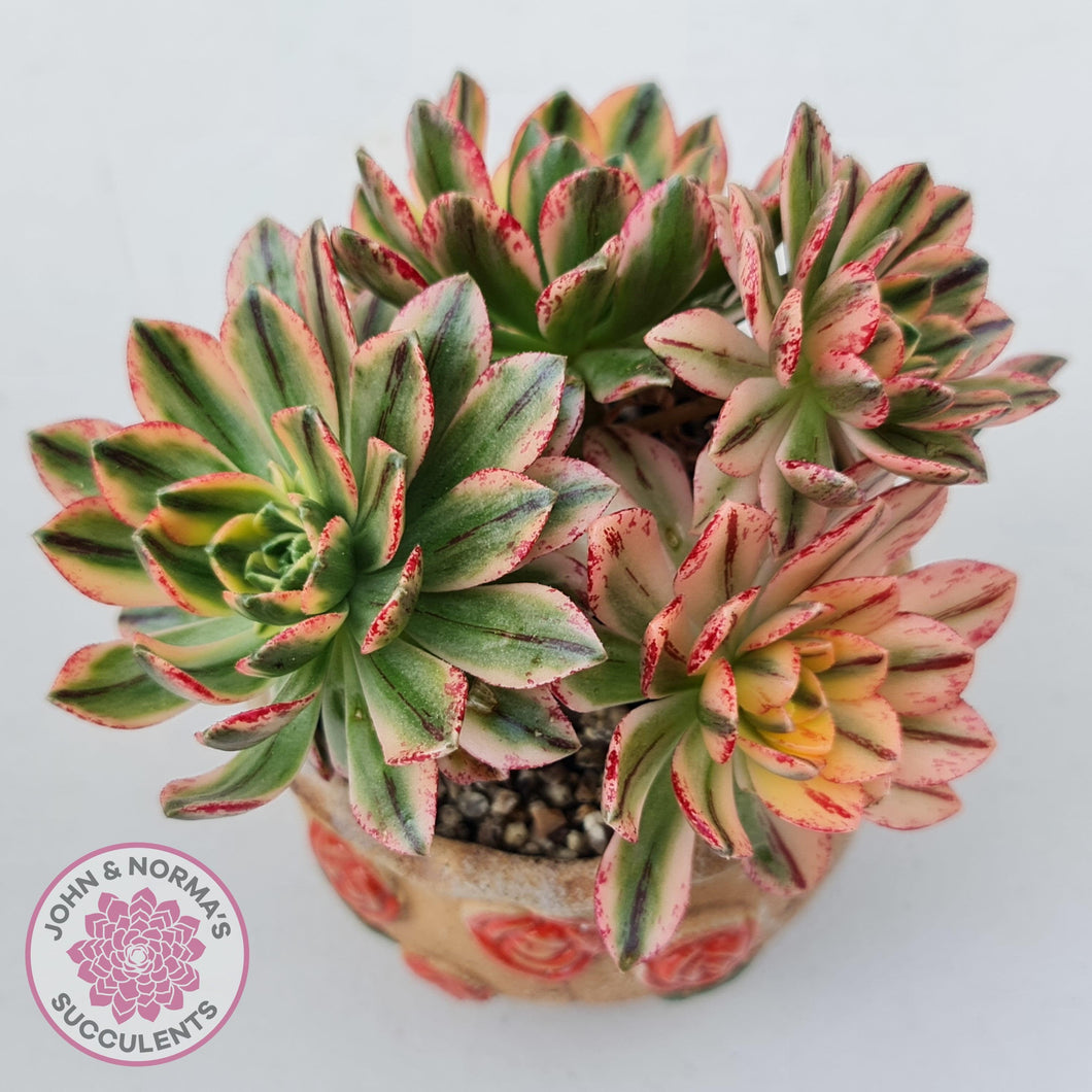 Aeonium Bronze Medal Variegated - Sweet Tea, display image, in decorative pot