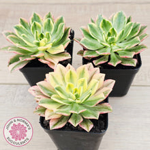 Load image into Gallery viewer, Aeonium Bronze Medal Variegated 'Sweet Tea'
