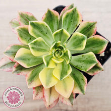 Load image into Gallery viewer, Aeonium Bronze Medal Variegated 'Sweet Tea'
