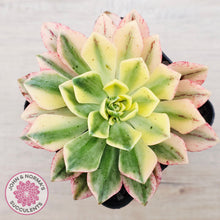 Load image into Gallery viewer, Aeonium Bronze Medal Variegated 'Sweet Tea'

