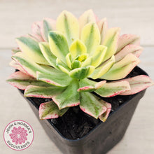 Load image into Gallery viewer, Aeonium Bronze Medal Variegated 'Sweet Tea'
