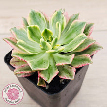 Load image into Gallery viewer, Aeonium Bronze Medal Variegated 'Sweet Tea'
