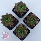 Aeonium 'Bronze Medal' (Multi)