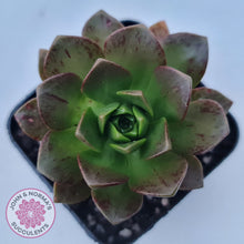 Load image into Gallery viewer, Aeonium Bronze Medal
