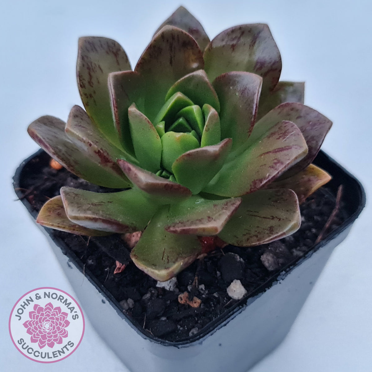 Aeonium 'Bronze Medal' (Multi)